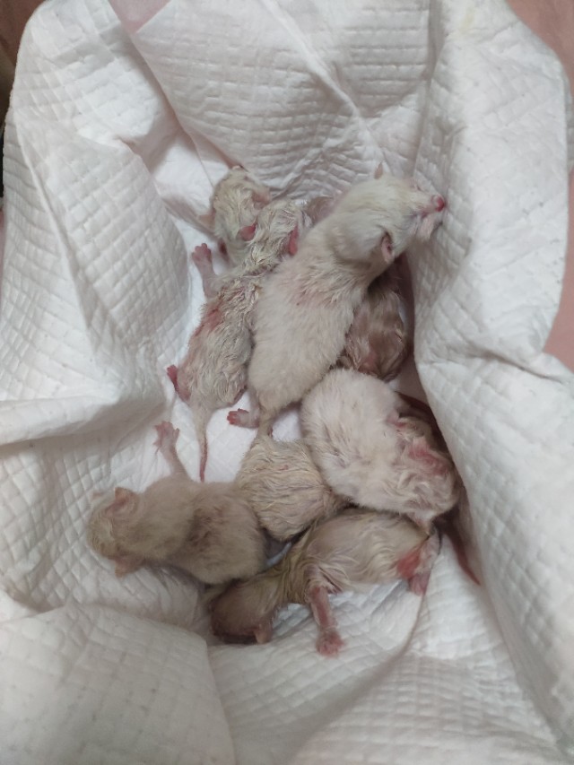 干货分享猫咪怀孕及生产护理攻略,写我第一次养猫的作文