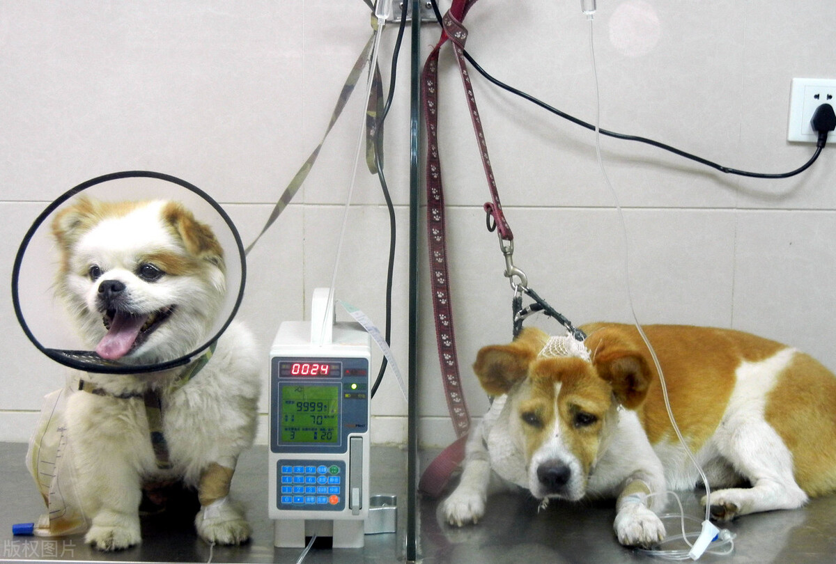 狗狗总是抖是什么意思,狗狗不停打喷嚏是什么原因