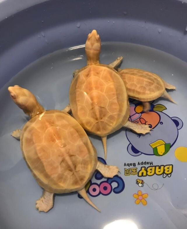 养龟可以放盐吗,用高锰酸钾给龟龟消毒的比例