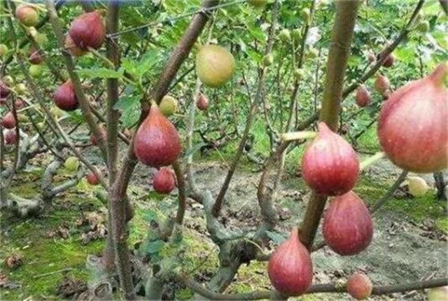 无花果种植技术和管理方法,无花果种植技术与管理如何挂果多