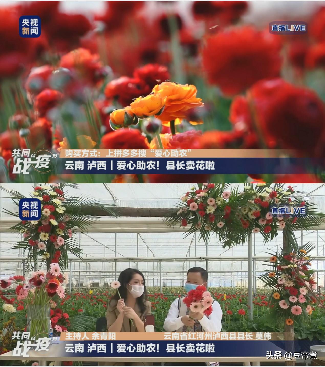 5毛一支花，花农宁愿销毁！云南县长区长为民直播，160万网友驰援