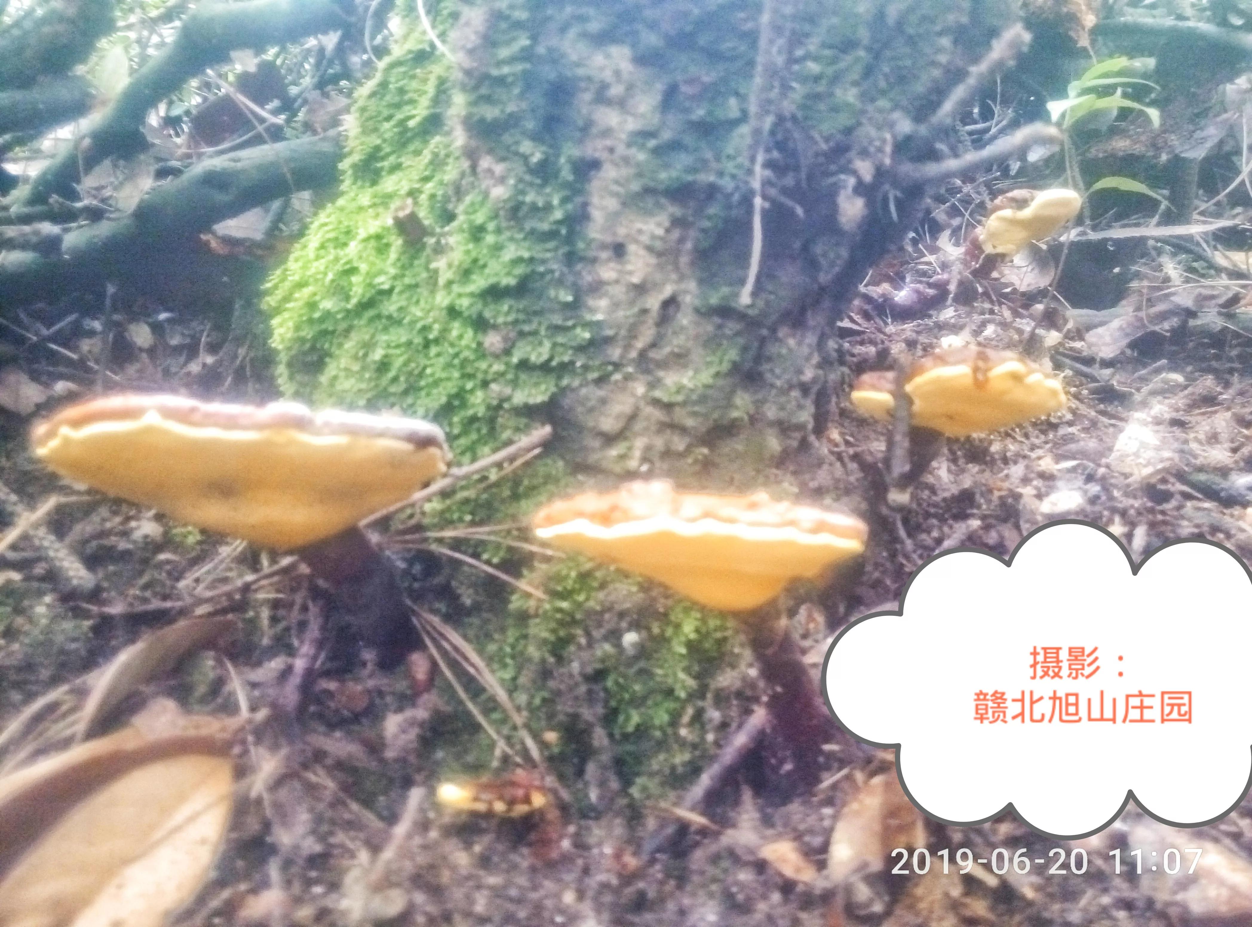 江西省赣北旭山庄园,灵芝旭山庄园