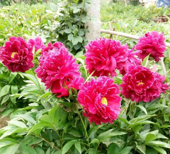 芍药花的养护方法文字,芍药的切花养护方法