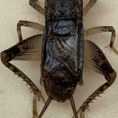 斗蛐蛐到底有多大魅力，让一代明君甘愿背上昏君罪名？