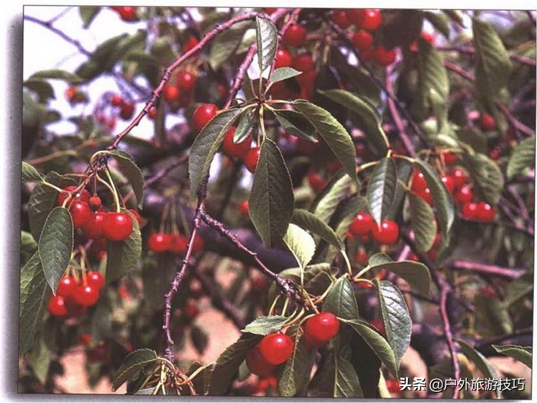 实用野外植物手册推荐,野外有毒植物盘点