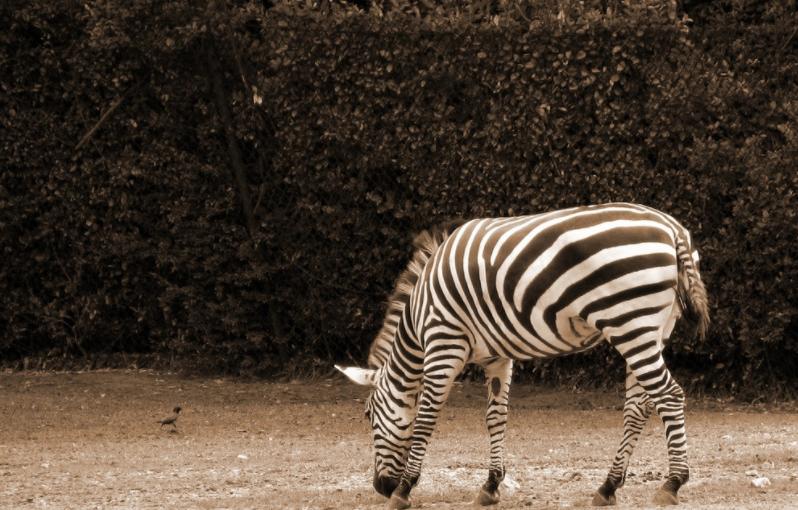 斑马斑马你不要睡着啦是什么意思,斑马斑马你不要睡着了什么意思