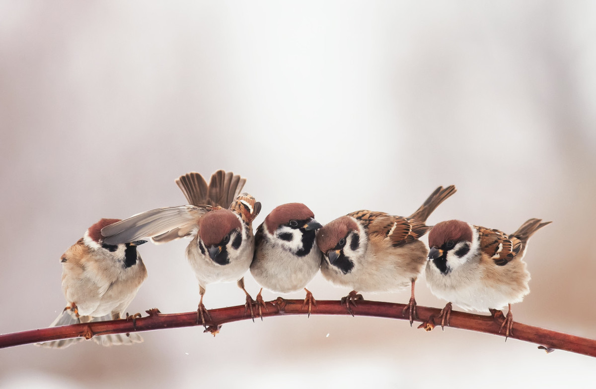 麻雀人工养殖是“坑”，还是难得“商机”？