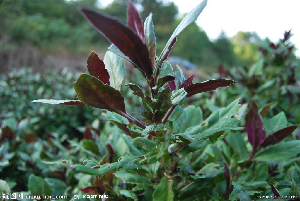 中药材观音竹,观音苋能吃吗
