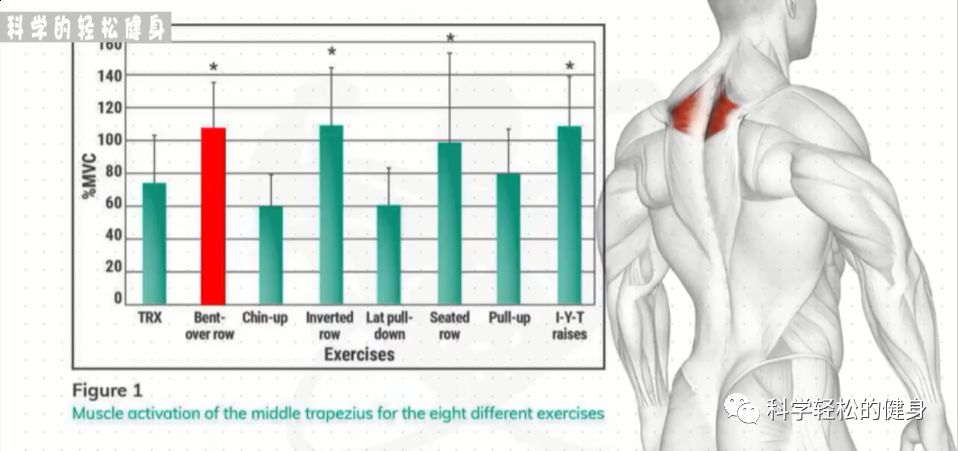 背部肌肉训练计划虐出完美的背肌,背部各个肌肉位置锻炼方法
