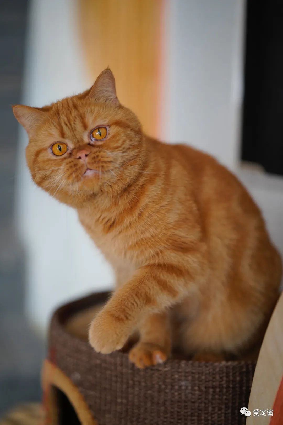 濡備綍鎿︽帀鐚挭娉棔,娌荤枟鐚挭娉棔鐨勮嵂