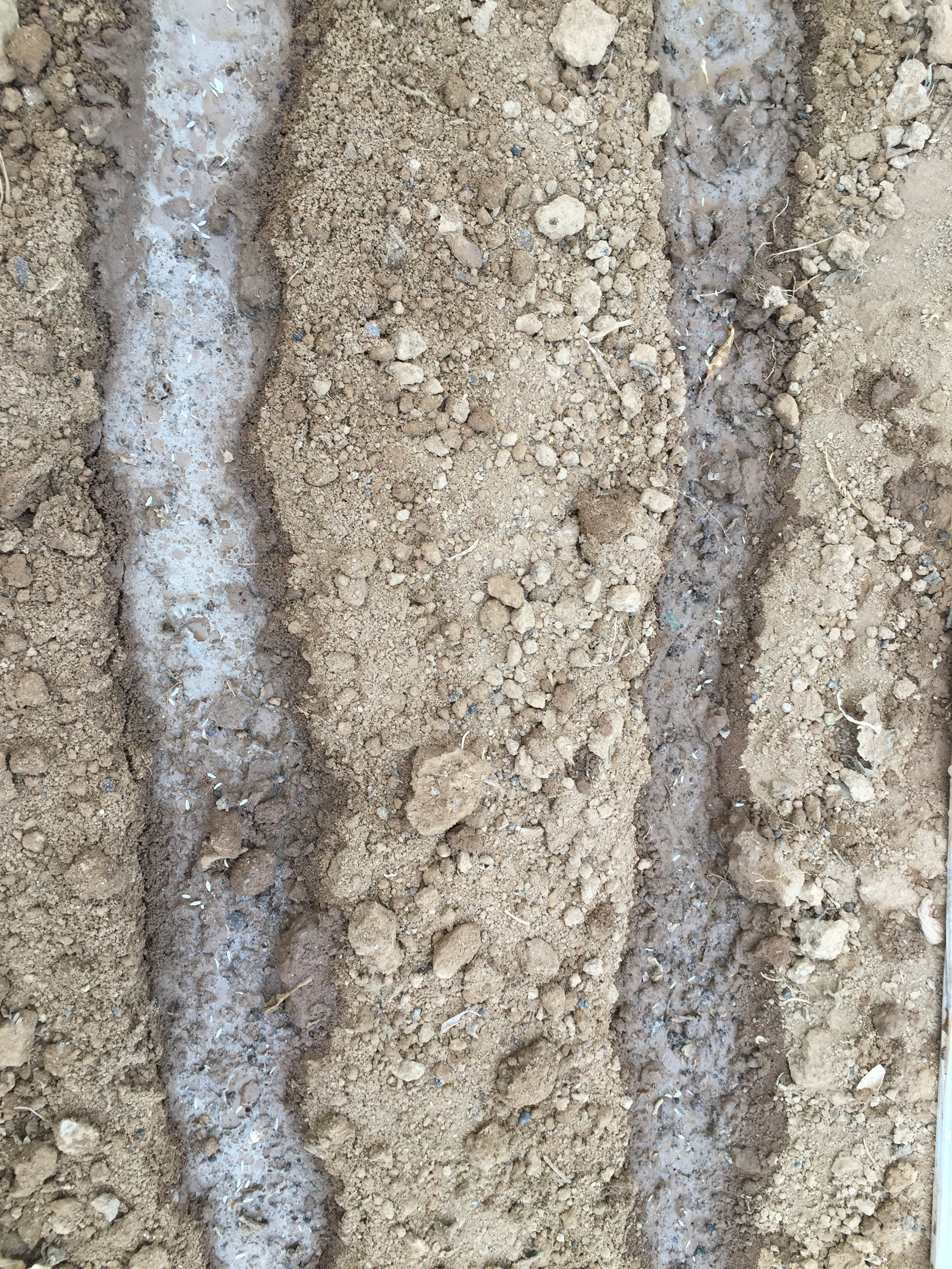 阳台种菜播种后出苗的日常管理,种菜秘诀什么时候种什么菜