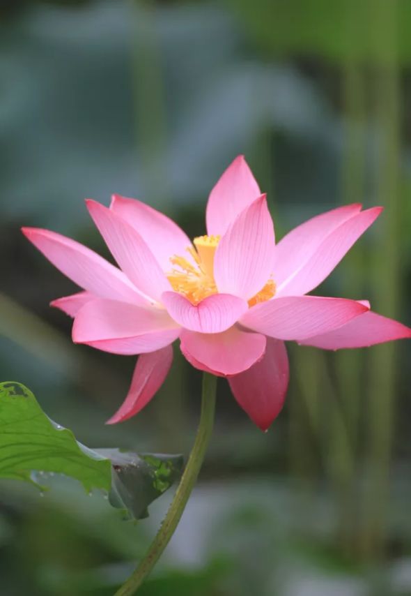 相逢在藕花深处的诗句,藕花深处等一场相逢