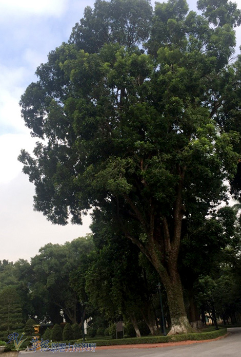 越南河内景点胡志明陵,越南帝王游胡志明