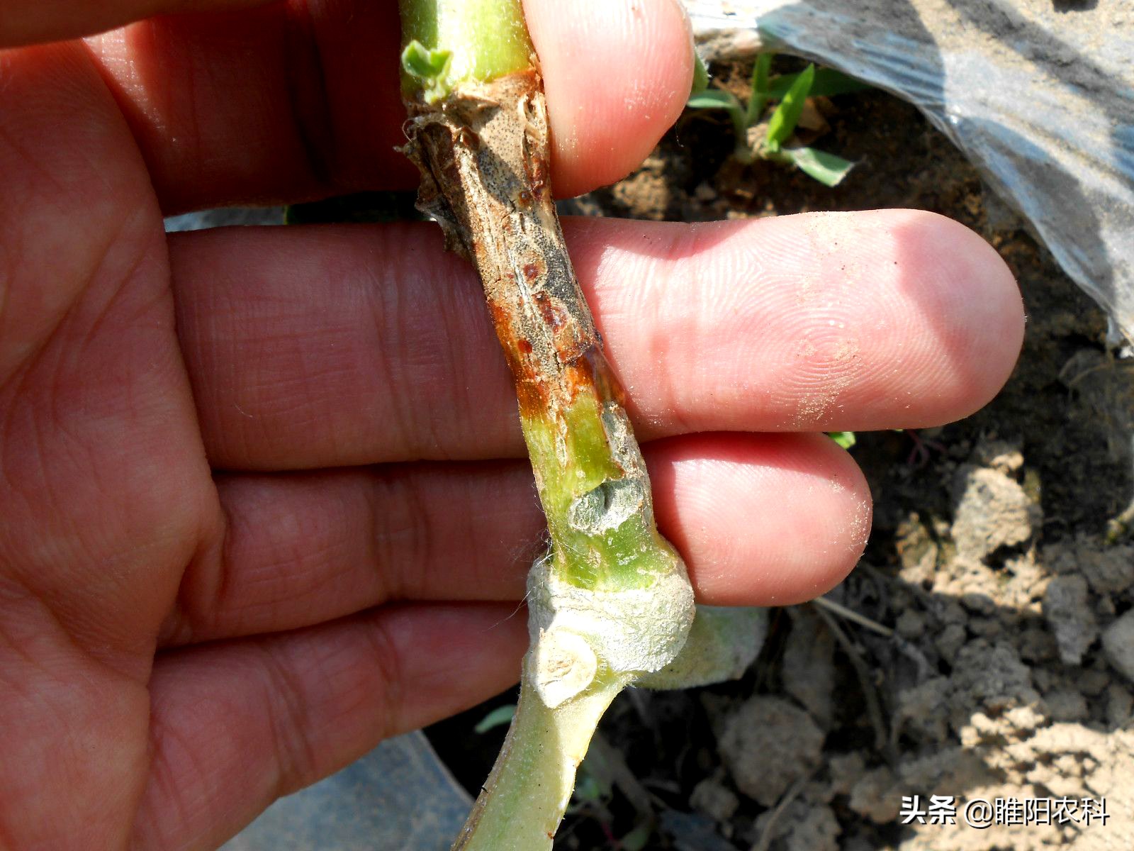 苯醚甲环唑对西瓜蔓枯病有效吗,西瓜蔓枯病最有效的防治方法