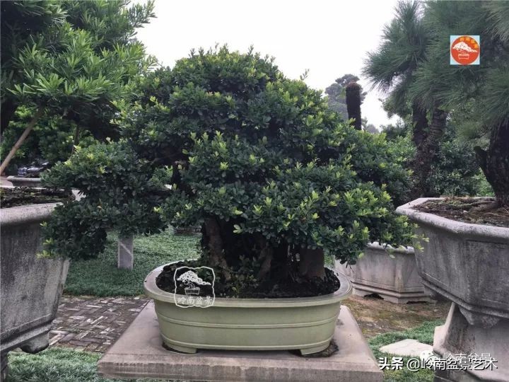 中华蚊母盆景造型,中华蚊母盆景价格