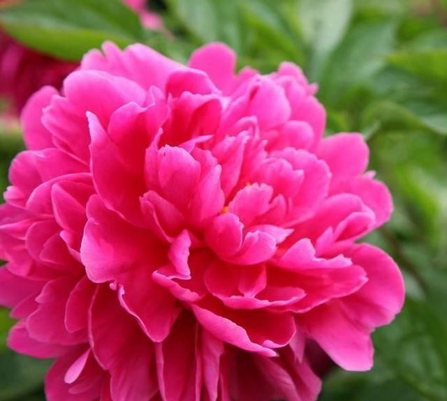 芍药花开季节花香四溢,芍药花开鸟语花香