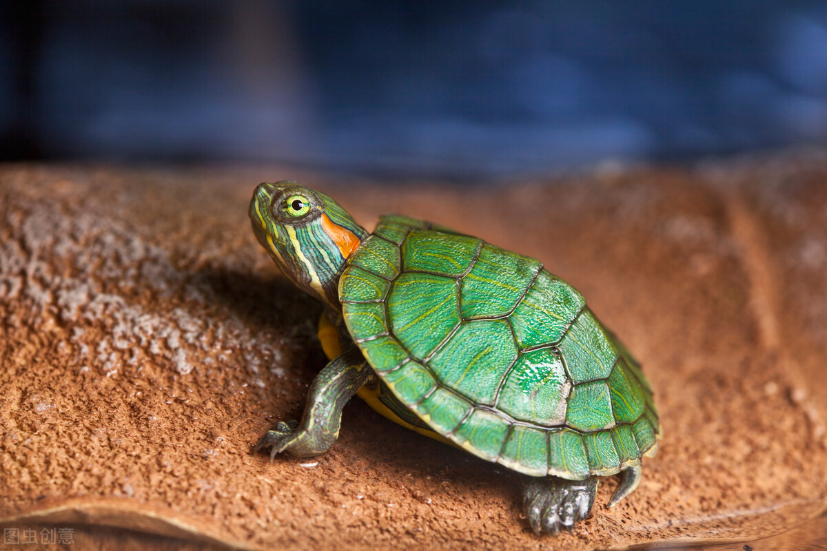 养乌龟新手入门养什么龟比较好,养乌龟新手应该买什么样的龟