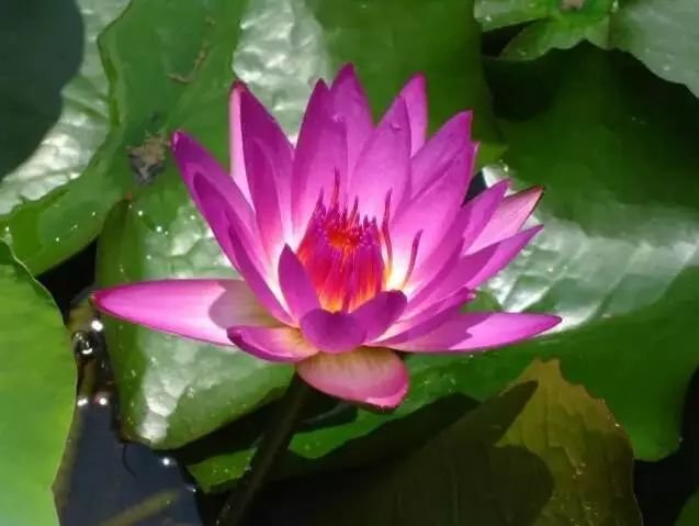 这才是世界上最贵的花卉,君子兰最便宜的花卉