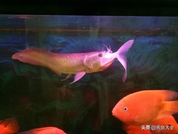 银龙鱼吃了干虾就吐出来,银龙鱼吃鱼好消化吗