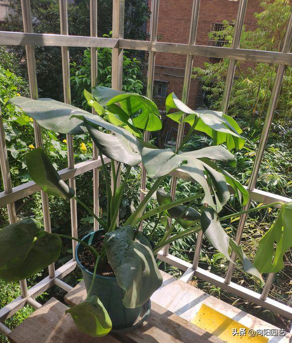 养花旺宅四种植物,十大最适合浇土的绿植