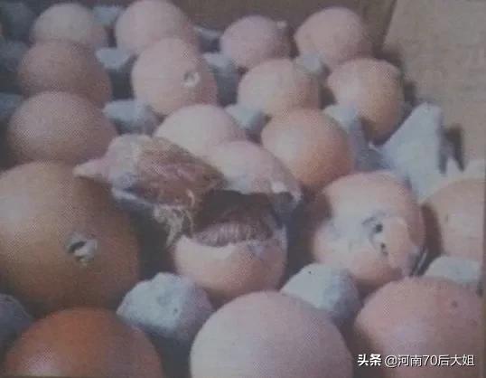 小太阳鹦鹉蛋孵化1到21天照蛋图,虎皮鹦鹉蛋孵化1到21天照蛋视频