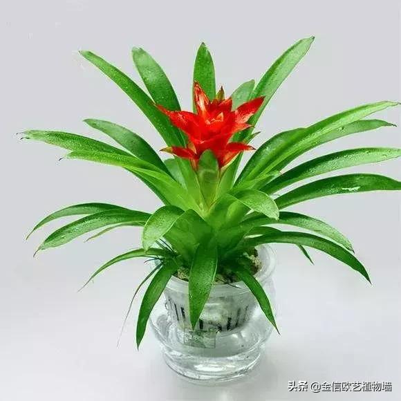 适合家里招财养的植物,家里能招财又好养的植物