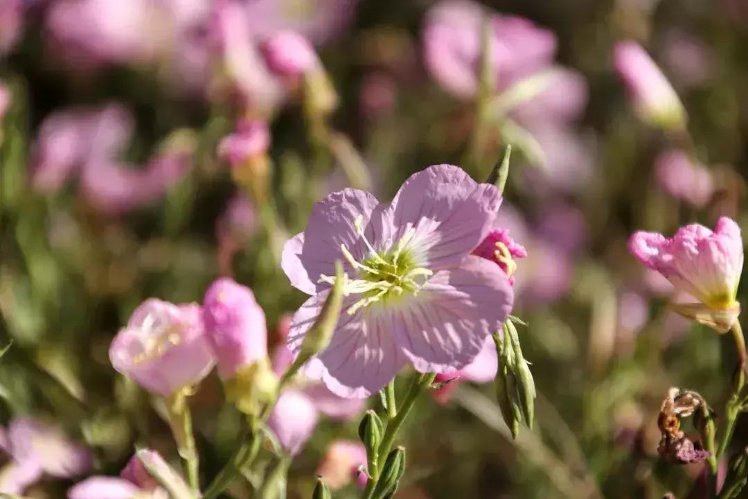 凉山州哪里可以赏花,西昌赏花攻略