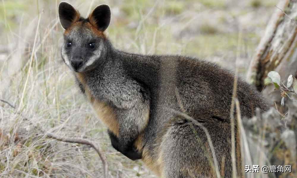你知道哪种动物容易怀孕吗,动物怀孕会有孕反吗