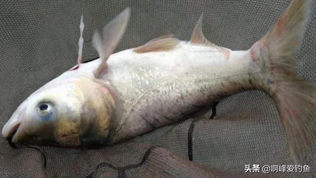 鲢鳙到底怎么钓才能钓得多,鲢鳙怎么才好钓