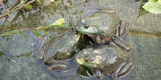 牛蛙腹水怎么杀,牛蛙烂尾病怎么治