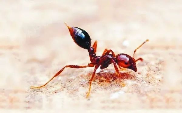 广州近期出现的变异蜗牛,深圳雨后巨型蜗牛