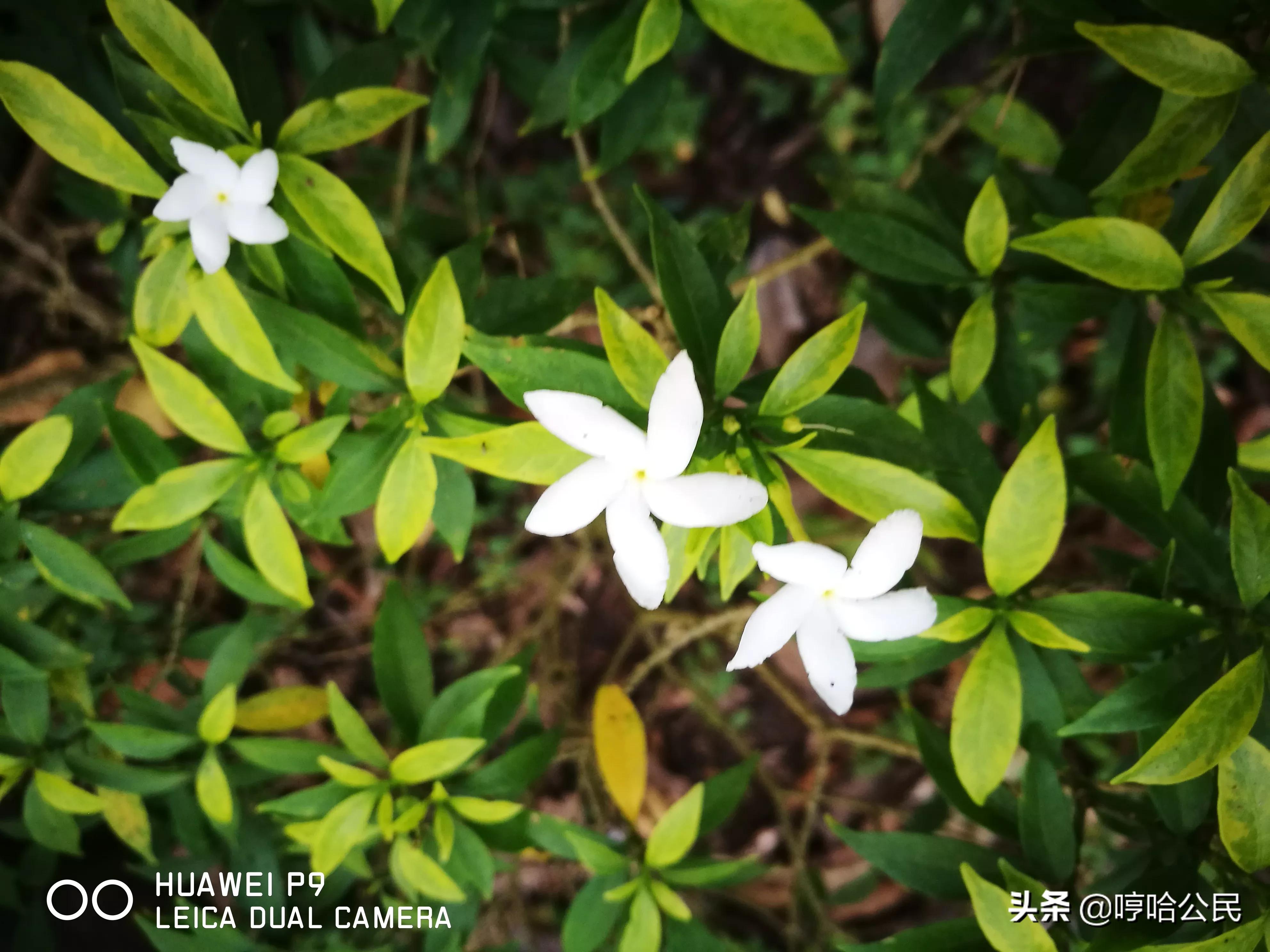 华为p9现在还值得入手吗,华为p9系列历代