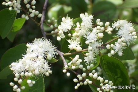 琼花聚八仙和白绣球,聚八仙琼花是珍贵树种吗