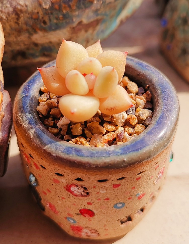 养多肉注意事项,养多肉的感悟熬过冬季