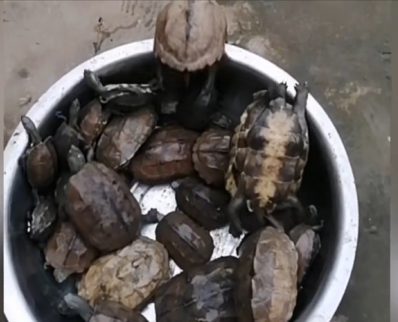 洪水侵袭，湖北荆门稻田里乌龟密密麻麻，当地老乡:发财了