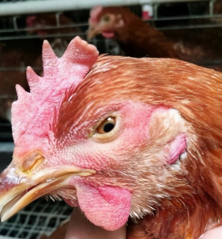 秋冬养鸡小妙招热门,养鸡怎么防寒冬