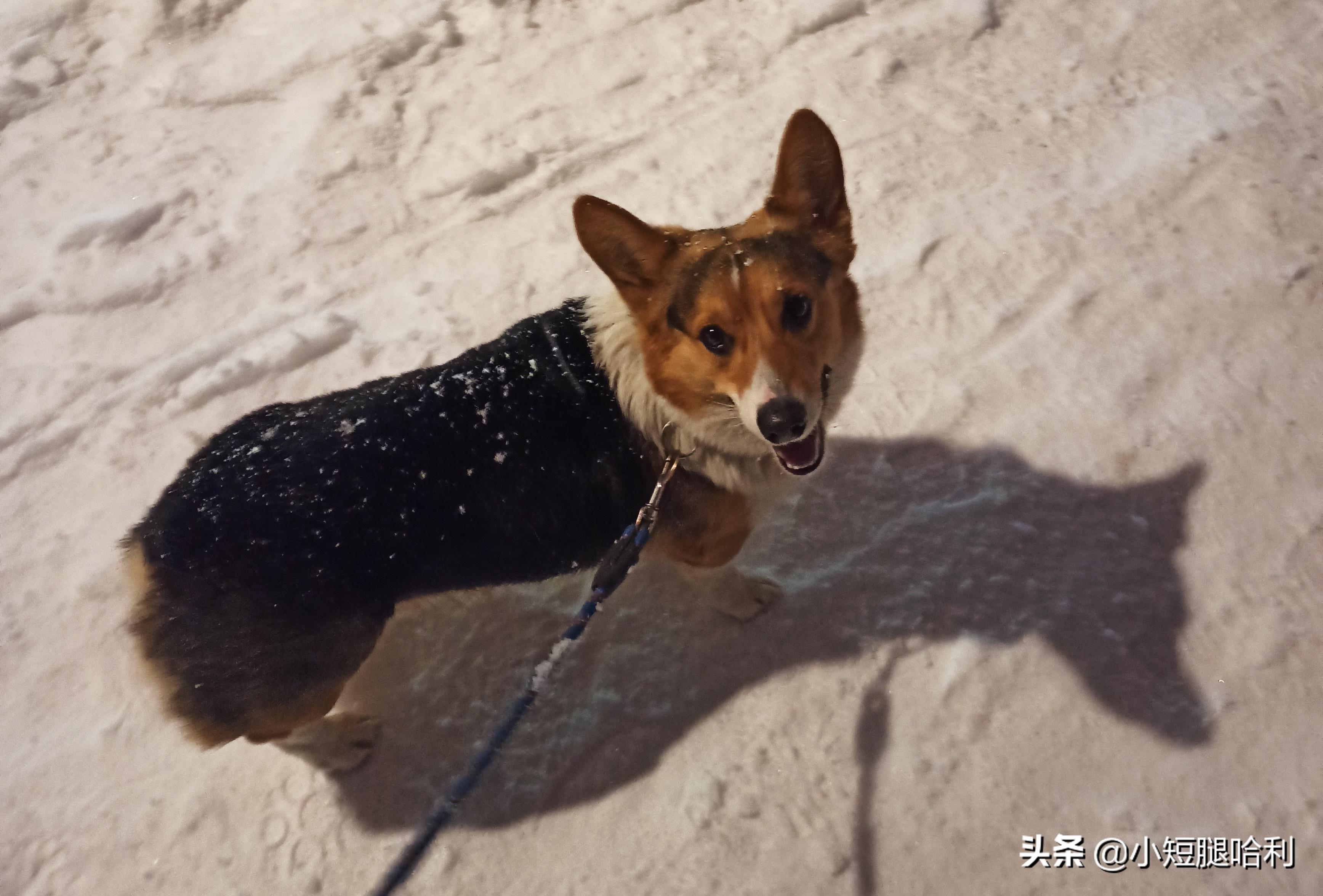 狗舍怎么养柯基,第一次养狗适合养柯基吗