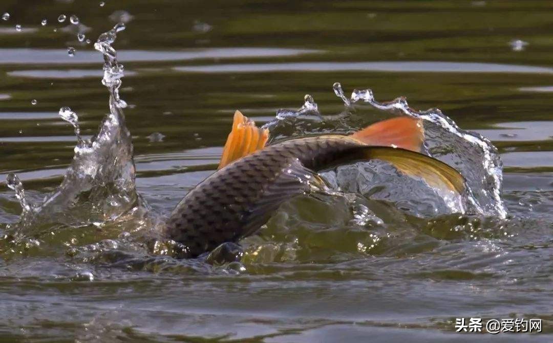 钓线常识,钓线上的铅怎么选