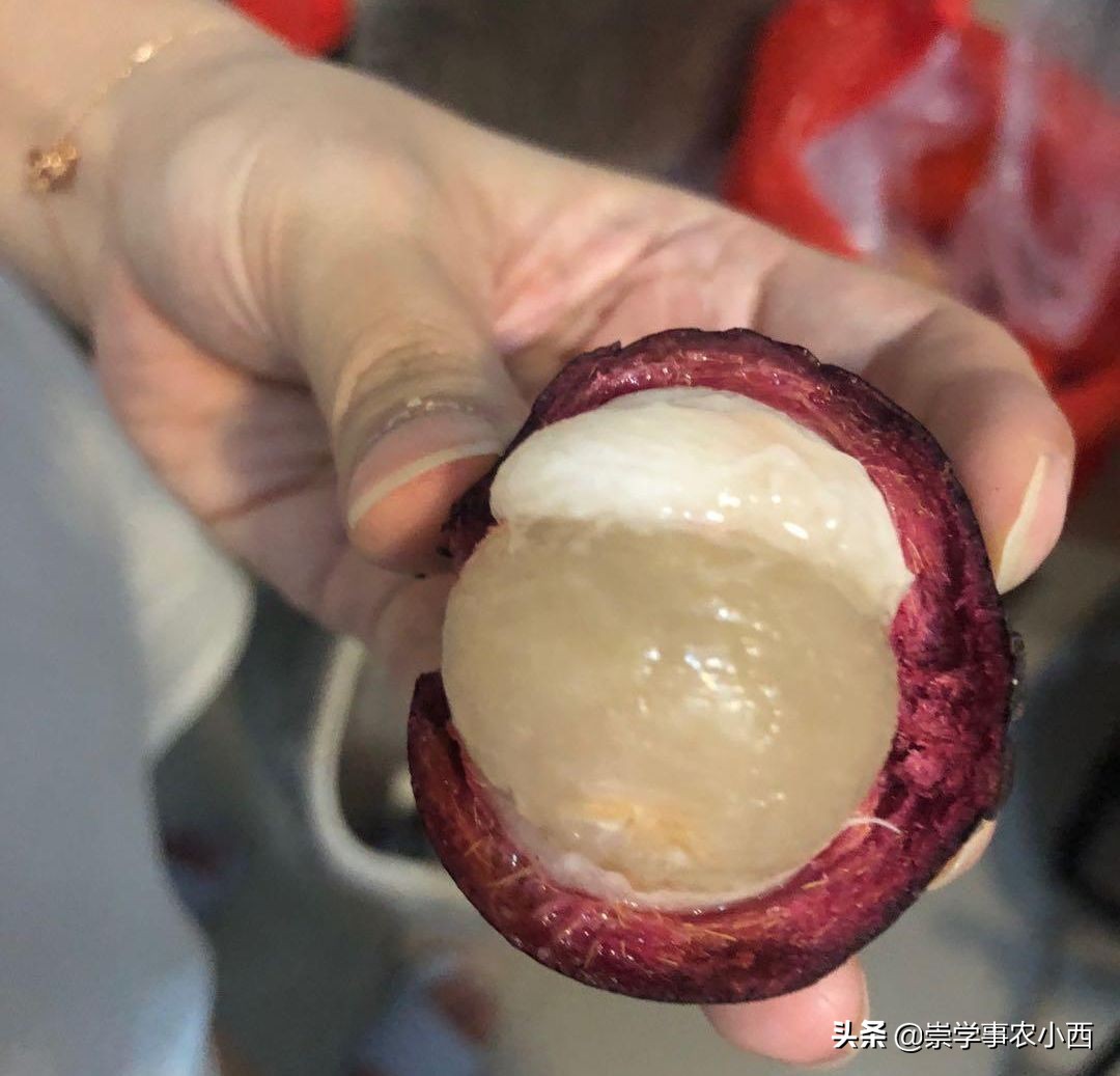 山竹为何这么贵有哪些奇效,山竹贵吗多少钱一斤