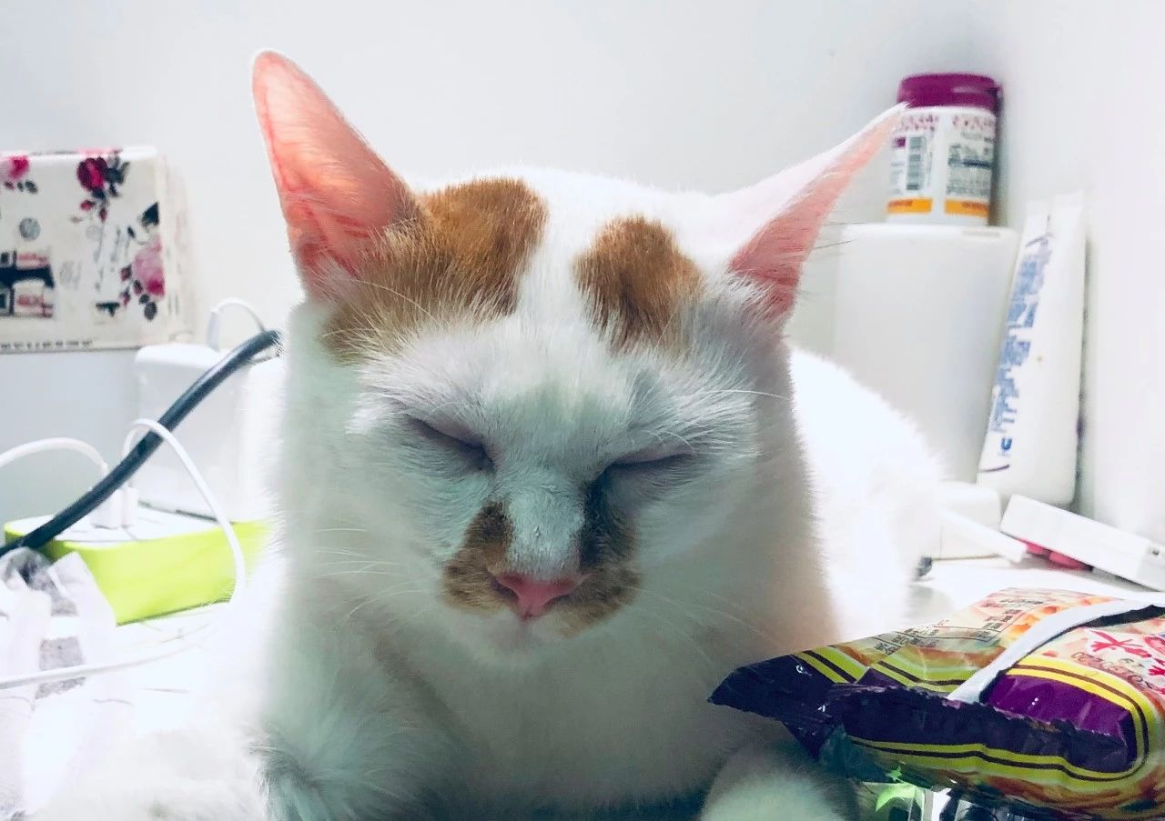 给猫咪买零食一般买什么好,猫咪吃8块钱一斤的猫粮