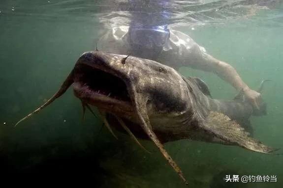 珠江有一种像刀一样的鱼,珠江300斤以上的鱼