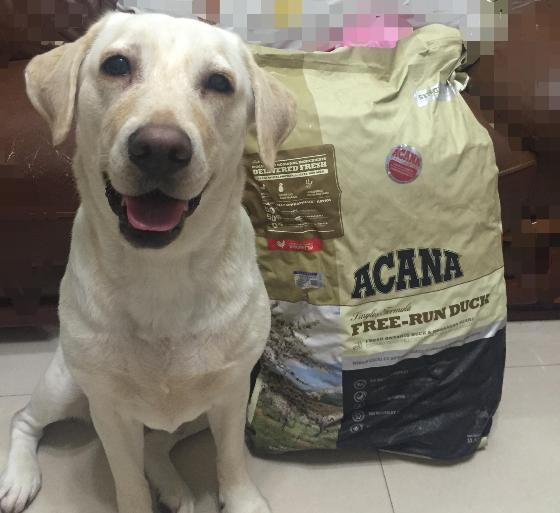 拉布拉多怎么样养最省钱,怎么把拉布拉多养得非常健康