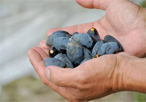 乌榄特征,乌榄广东