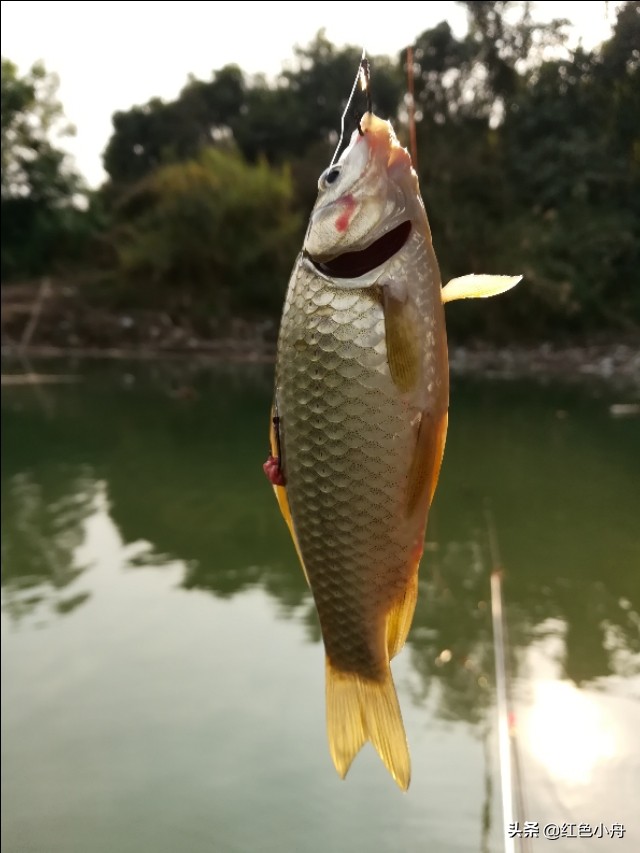 为什么我喜欢硬竿钓鱼,4.5米的鲫鱼竿能钓大鱼吗