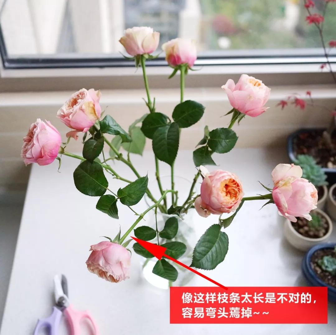 玫瑰养护教程文字,玫瑰养护技巧与方法