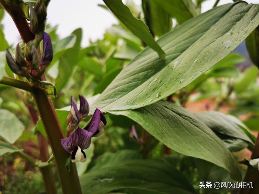 蚕豆开花的过程,蚕豆什么时候开花属于正常