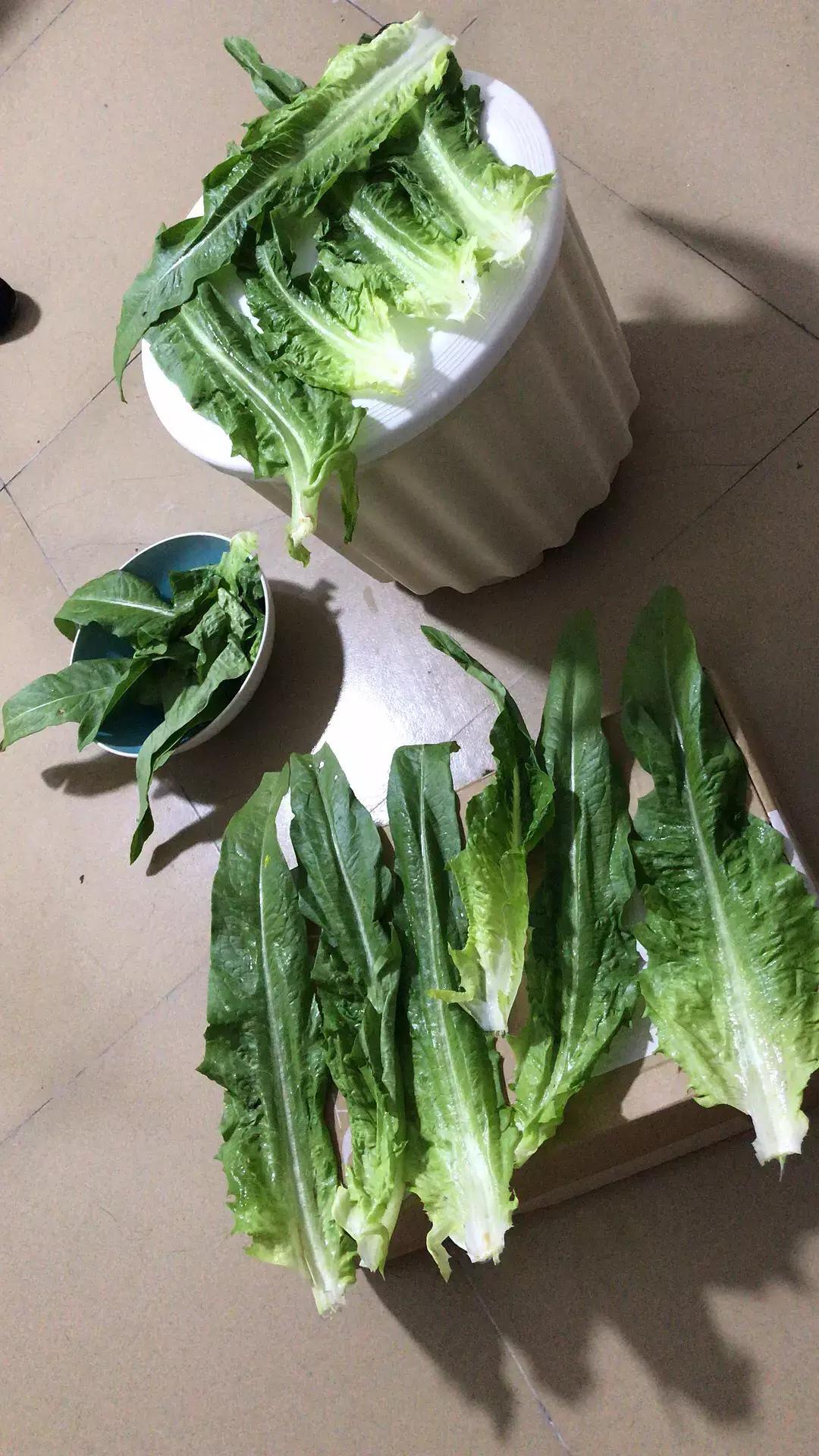 蚕宝宝你在养吗,蚕宝宝养的过密会死吗