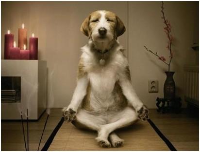 犬蠕形螨虫用什么药,犬蠕形螨显微镜形态