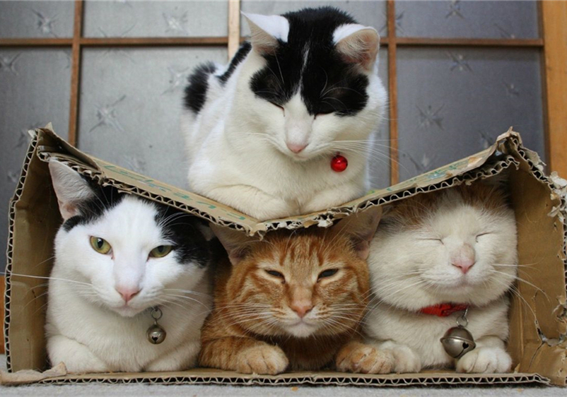 猫咪真怀孕或假怀孕,辟谣猫咪真的会记仇吗