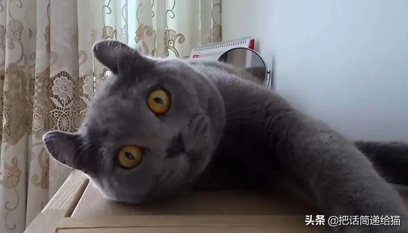 兔耳朵猫：我那么努力，就是为了能跟你永远在一起